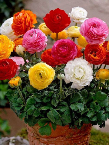 Ranunculus amestec (10 bulbi), mixtura, inflorescenta bogata, bulbi de flori
