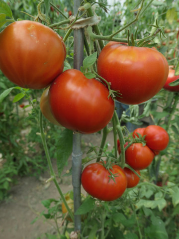 Red Giant Nikitova (30 seminte) rosii gigant tip beefsteak, sferic-turtite si gustoase, Ukraina