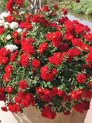 Rosa Mini Red (ghiveci 1,5 l), trandafir pitic cu flori rosii