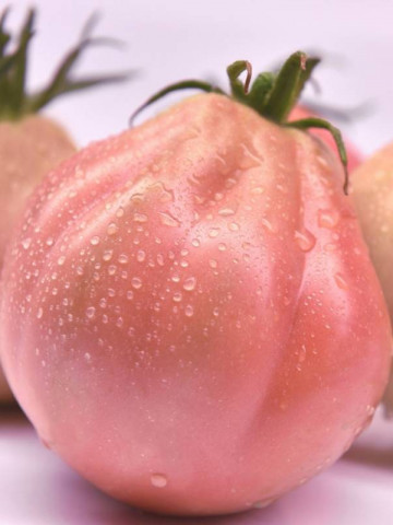 Rosamunda F1 (500 seminte) tomate roz tip Inima de Albenga, ISI Sementi