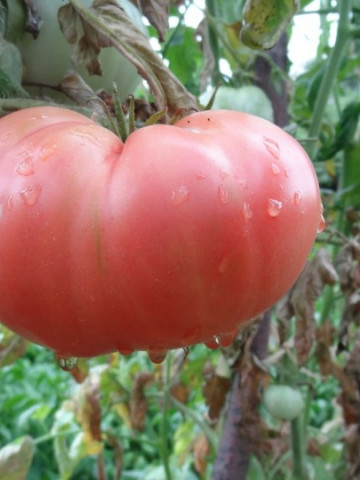 Rosii Amurg (150 seminte) tomate de culoare roz-violet, semitimpurii tip gigant tip Beef, Biosem