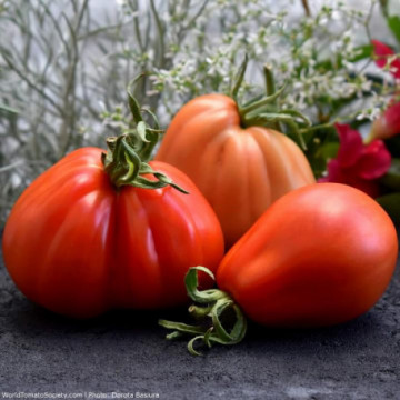 Rosii Inima de Albenga (70 seminte) de tomate crete semitimpurii, Agrara