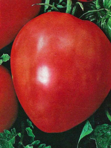 Rosii Inima de Bou Rosu (150 seminte) tomate soi rustic fructe mari, semideterminate, Agrosem