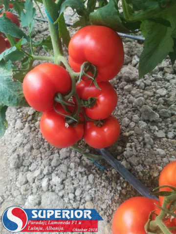 Rosii La Moneda F1 (300 seminte) tomate nedeterminate, hibrid si productie excelente, Superior Seeds