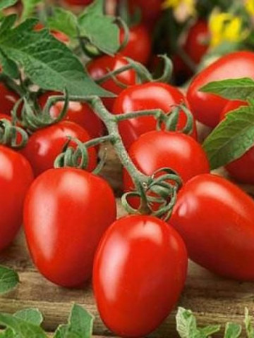 Rosii RIO GRANDE - 2 gr - Seminte Tomate Soi semitimpuriu Florian Bulgaria
