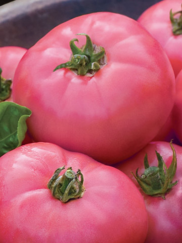 Rosii Roz (120 seminte), tomate roz, soi semitimpuriu, gust deosebit, Agrosem