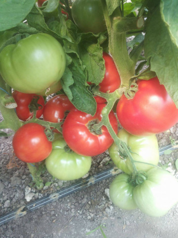 Rosii Uragan F1 SVFTm (50 seminte) tomate hibrid si productie excelente, Superior Seeds