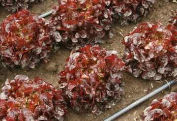 Rouxaii - 1000 sem - Seminte drajate de salata creata tip oak leaf (frunza de stejar) cu frunze mici compacte dantelate de un rosu intens pe ambele parti avand o greutate medie intre 400-600 grame de la Rijk Zwann
