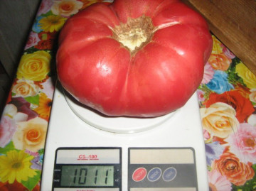 Rozova Maghia (5 gr) seminte tomate roze Magie Roz tip gigant bulgaresc, Opal