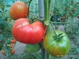 Russian Beefsteak (70 seminte) rosii tip beefsteak, gustoase si productive, Ukraina