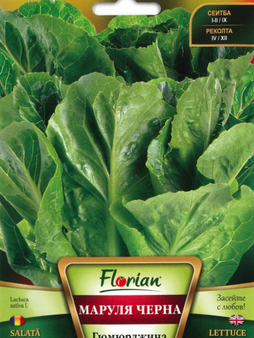 Salata Gyumyurdzhina Neagra - 3 gr - Seminte de Salata Florian Bulgaria