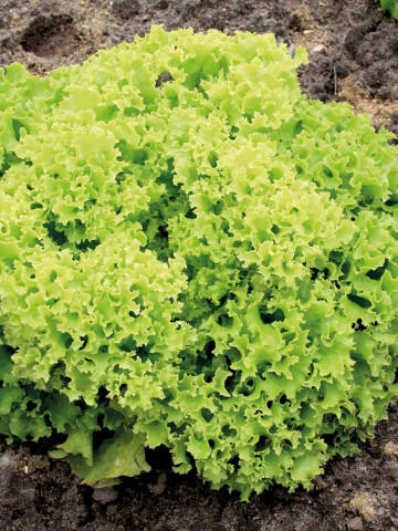 Salata Lollo Bionda (12.000 seminte), salata creata soi timpuriu, Agrosem