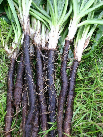 Scortonera (180 seminte), planta radacini consistente, gust placut, Agrosem