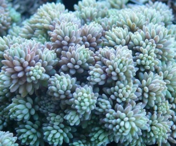 Sedum Hispanicum minus (in ghiveci de 1 L), rasad de planta suculenta vesnic verde, cu frunze in nuante de verde-albastrui si flori stelate roz