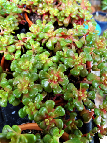 Sedum oreganum (ghiveci 1 L), rasad planta suculenta vesnic verde, frunze culoare schimbatoare, verde-rosu, flori galbene stelate