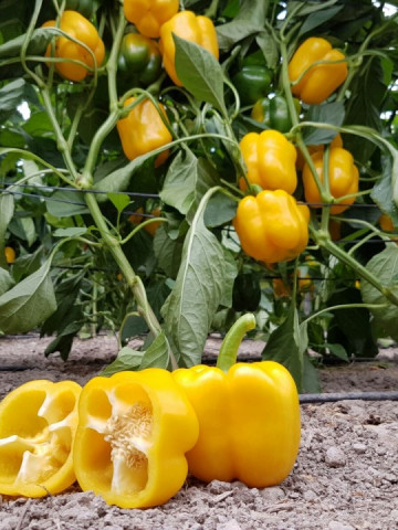 Seminte ardei gras Laritta F1 (100 seminte), galben-portocaliu, agroTIP