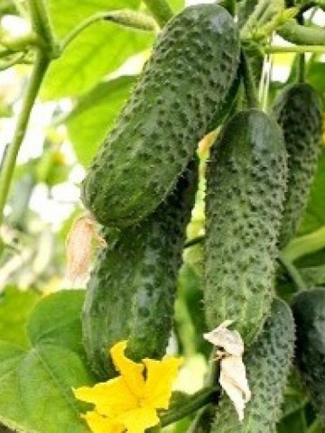 Seminte castraveti Ekol F1 (500 seminte), cornichon partenocarpic, Syngenta