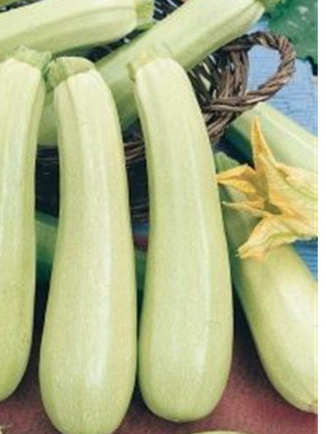 Seminte dovlecel Lungo Bianco (1 kg), soi timpuriu crem-verzui deschis, Hortus Simenti