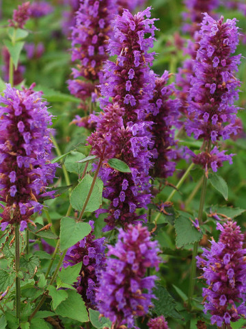 Seminte Lophantus Anisatus Aromat de Buzau (2 g) plante melifere, ramane inflorita 6 luni, SCDL Buzau