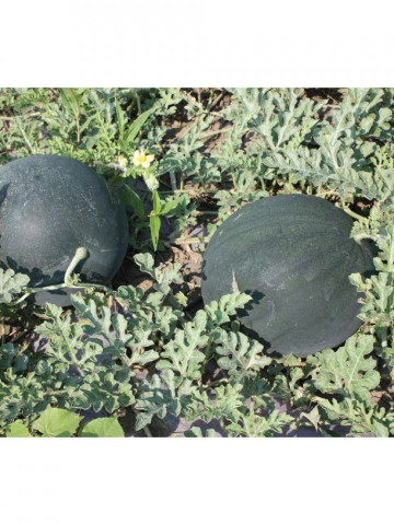 Seminte pepene verde Semaca F1 ( 0.5 grame), tip Sugar Baby, Hektar Agrosel