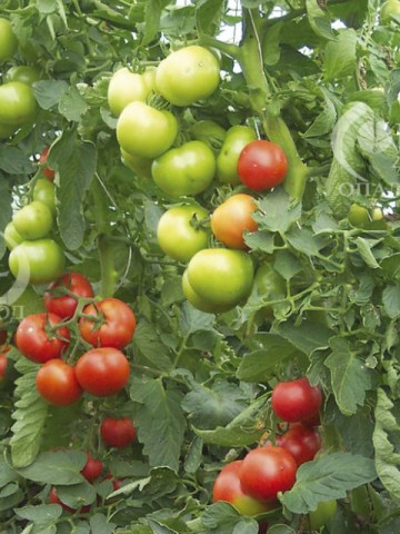 Seminte rosii Opal BG F1 (5 gr), Seminte de tomate cu crestere nedeterminata semitimpurii Gust excelent