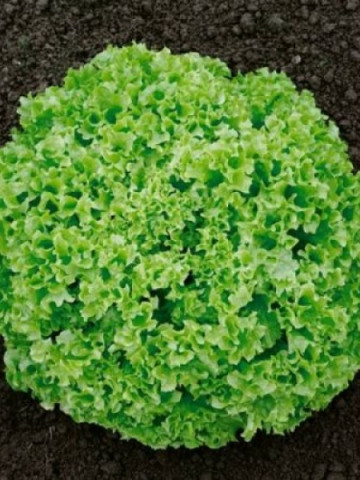 Seminte salata creata Funtasia (5000 seminte), capatani compacte, Syngenta
