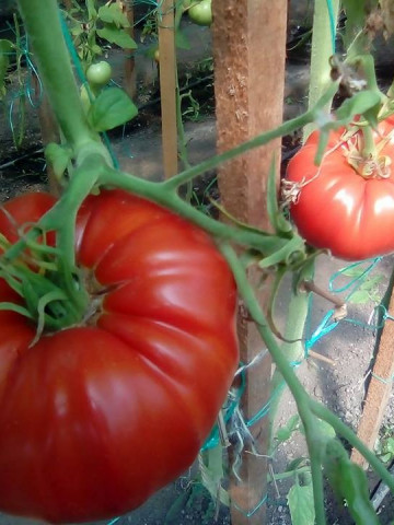 Seminte tomate de gradina gigant rosu (5 gr), cu crestere nedeterminata, Florian Bulgaria