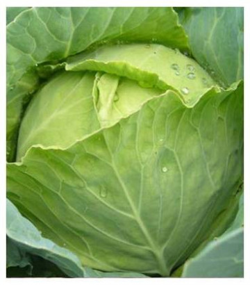 Seminte Varza de Buzau (1 kg) seminte varza de toamna de Buzau, 4 Agro