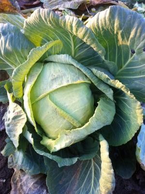 Seminte varza Muntenia (1 kg), varza de toamna Muntenia soi autohton, 4 Agro