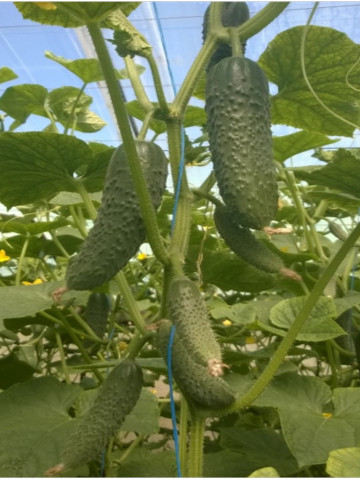 Severin F1 (250 seminte) castraveti cornichon ce fructifica bine si in conditii de stres recomandat pentru consum in stare proaspata sau pentru procesare/murare, Enza Zaden