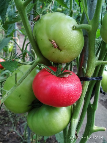 Siberian Trio (50 seminte) rosii de clima rece, soi extra-productiv, culoare purpuriu, nedeterminat, Ukraina
