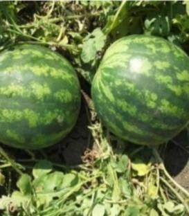 Sunsweet F1 (500 seminte) de pepene verde semitimpuriu cu insusiri calitative deosebite ale fructului fiind superior celorlalti hibrizi miez rosu aprins si compact foarte dulce 10-12 kg, Cora Seeds