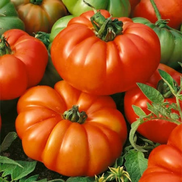 Super Marmande (150 seminte) tomate crete mari, productie ridicata tip Beef, Sem Luca