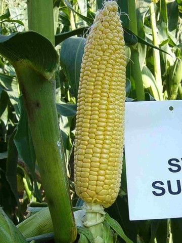 Sweet Surprise F1 - 25.000 sem - Seminte de porumb mediu-tarziu doua fructe pe planta cu forma fructului cilindrica si marimea stiuletilor de 23 cm de la Agrisemen