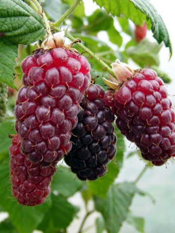 Tayberry Medana (1 butas), arbust fructifer incrucisare intre zmeur si mur, fructe parfumate, Yurta
