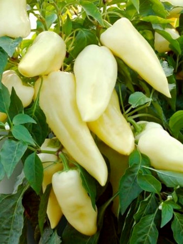 Teleki F1 (250 seminte) de ardei conic dulce cu crestere continua destinat culturii fortate ce produce fructe mari uniforme pretabile pentru export, Duna-R