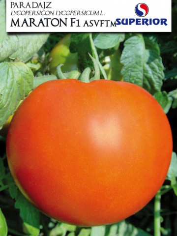 Tomate Maraton F1 – 1 gr – Seminte Rosii Hibrid Nedeterminat Superior Seeds Serbia