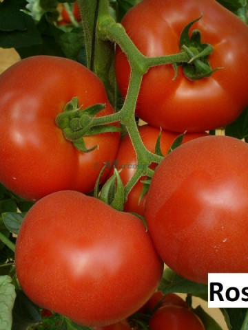 Tomate Rosaliya F1 - 500 seminte de rosii nedeterminate timpurii Syngenta