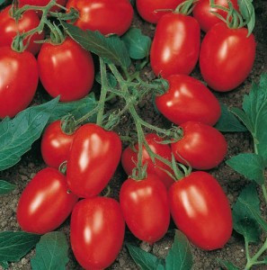 Torquay F1 (1000 seminte) tomate Determinate tip San Marzano, Bejo