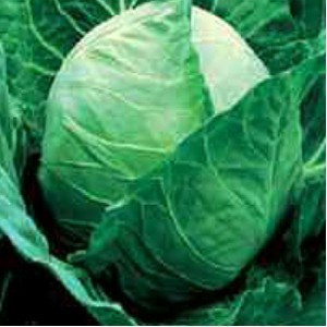 Tucana F1 (1000 seminte) varza timpurie, Seminis