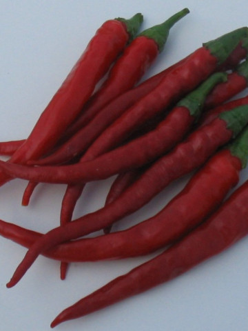 Tuono F1 (250 seminte) ardei iute, tip Cayenne, Profit Seeds