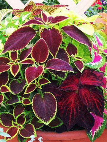 Urzicuta decorativa mix (0.1 gr) planta anuala, frunze foarte colorate, Agrosem