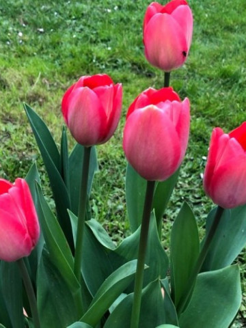 Van Eijk ( 5 bulbi), lalele ciclam, bulbi de flori