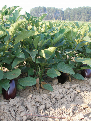 Vinete NR 12 (400 seminte) de vinete soi semitimpuriu greutate medie de 250 gr, gust excelent, foarte productiv, Opal