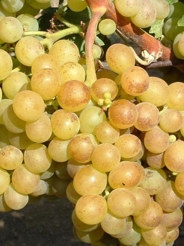 Vita de vie Grasa de Cotnari, butas de vita de vie soi romanesc din Transilvania, cu struguri galben-verzui si gust caracteristic, regasit si in vin, Yurta