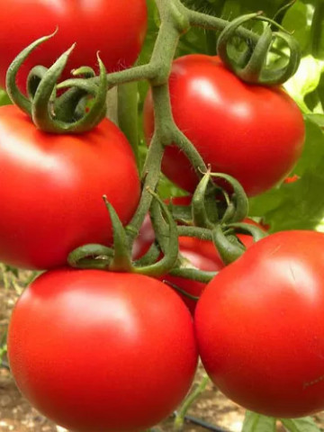 Willy F1 (250 seminte) tomate nedeterminate, rotunde, ciorchine, Profit Seeds
