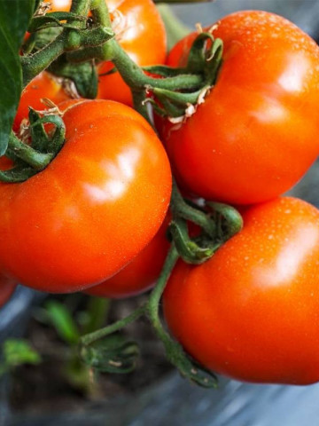 Zaraza (100 seminte) rosii soi specific romanesc, culoare rosu aprins, forma de inima, 4 Agro