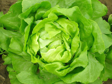 4AG12 ( 1 gram) salata soi flexibil, cultura primvara, vara, toamna, 4 Agro