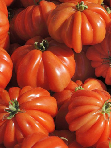 Corazon F1 (250 seminte), rosii nedeterminate de tip costat crete "Inima de Albenga", Clause