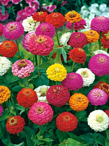 Carciumarese elegans Lilliput mix (100 seminte) de flori carciumareasa Liliput